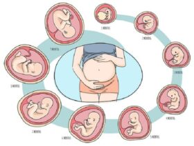 he Evolution Of The Human Development The Best New Guide